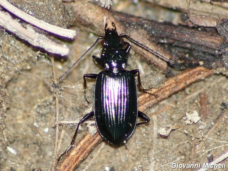 Carabidae del Parco del Ticino